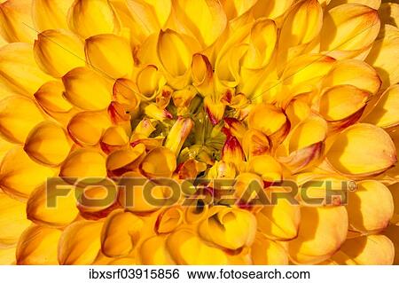 Stock Photograph - "Dahlia (Dahlia sp. ), Hesse, Germany, Europe". Fotosearch
