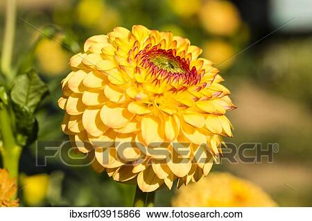 "Dahlia (Dahlia sp. ), Hesse, Germany, Europe" View Large Photo Image Stock Photograph - "Dahlia (Dahlia sp. ), Hesse, Germany, Europe". Fotosearch