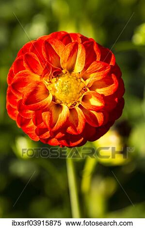 "Dahlia (Dahlia sp. ), Hesse, Germany, Europe" View Large Photo Image Stock Photography - "Dahlia (Dahlia sp. ), Hesse, Germany, Europe". Fotosearch