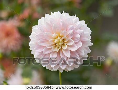 Stock Photography - "Dahlia (Dahlia) 'Worthersee Rose' cultivar, flower, Thuringia, Germany, Europe". Fotosearch