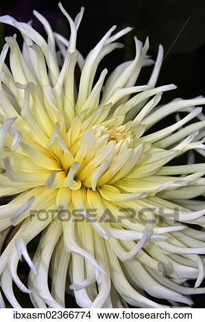 "Dahlia (Dahlia), """"Yellow Star""""" View Large Photo Image Picture - "Dahlia (Dahlia), """"Yellow Star""""". Fotosearch
