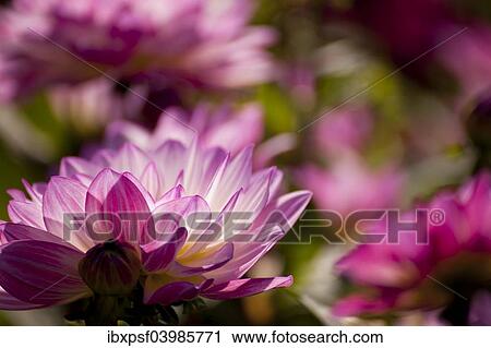 "Dahlia, flower, Germany, Europe" View Large Photo Image Stock Image - "Dahlia, flower, Germany, Europe". Fotosearch