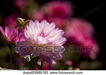 Stock Image - "Dahlia, flower, Germany, Europe". Fotosearch