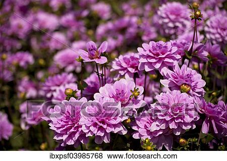 "Dahlia flowers, Germany, Europe" View Large Photo Image Stock Photo - "Dahlia flowers, Germany, Europe". Fotosearch