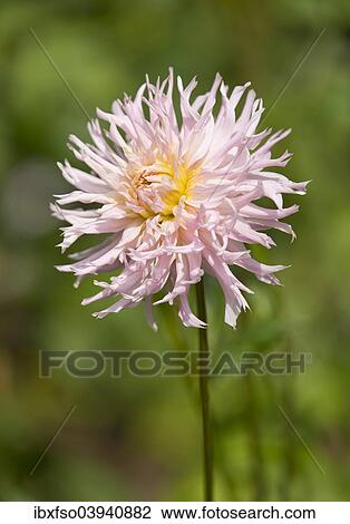 "Dahlia, variety Veritable (Dahlia 'Veritable'), flowering, Thuringia, Germany, Europe" View Large Photo Image Stock Image - "Dahlia, variety Veritable (Dahlia 'Veritable'), flowering, Thuringia, Germany, Europe". Fotosearch