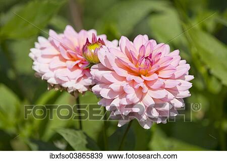 Stock Photo - "Dahlias (Dahlia) 'Harzfee' cultivar, flowers, Thuringia, Germany, Europe". Fotosearch