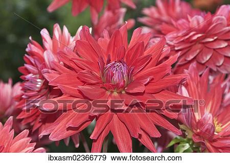 "Dahlias (Dahlia), """"Heatwave""""" View Large Photo Image Stock Photo - "Dahlias (Dahlia), """"Heatwave""""". Fotosearch