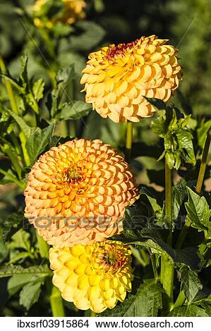 "Dahlias (Dahlia sp. ), Hesse, Germany, Europe" View Large Photo Image Picture - "Dahlias (Dahlia sp. ), Hesse, Germany, Europe". Fotosearch