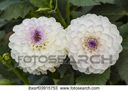 "Dahlias (Dahlia sp. ), Hesse, Germany, Europe" View Large Photo Image Stock Image - "Dahlias (Dahlia sp. ), Hesse, Germany, Europe". Fotosearch