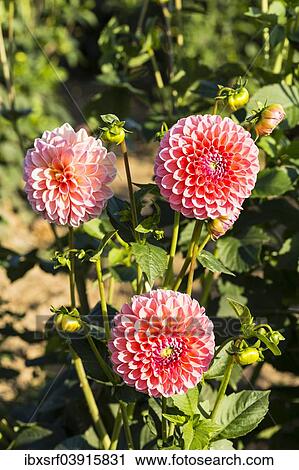 Stock Image - "Dahlias (Dahlia sp. ), Hesse, Germany, Europe". Fotosearch