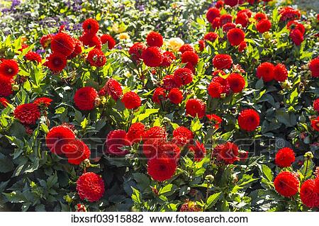 "Dahlias (Dahlia sp. ), Hesse, Germany, Europe" View Large Photo Image Stock Image - "Dahlias (Dahlia sp. ), Hesse, Germany, Europe". Fotosearch