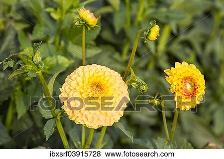 Stock Photo - "Dahlias (Dahlia sp. ), Hesse, Germany, Europe". Fotosearch