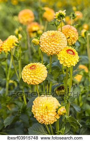 "Dahlias (Dahlia sp. ), Hesse, Germany, Europe" View Large Photo Image Stock Photo - "Dahlias (Dahlia sp. ), Hesse, Germany, Europe". Fotosearch