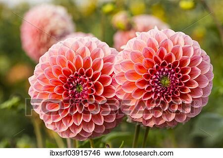 "Dahlias (Dahlia sp. ), Hesse, Germany, Europe" View Large Photo Image Stock Photograph - "Dahlias (Dahlia sp. ), Hesse, Germany, Europe". Fotosearch