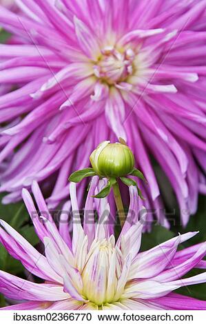 "Dahlias (Dahlia), """"Star Surprise""""" View Large Photo Image Stock Image - "Dahlias (Dahlia), """"Star Surprise""""". Fotosearch