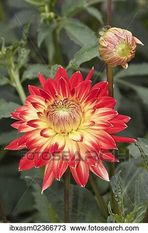 "Dahlias (Dahlia), """"Symfonica""""" View Large Photo Image Stock Image - "Dahlias (Dahlia), """"Symfonica""""". Fotosearch