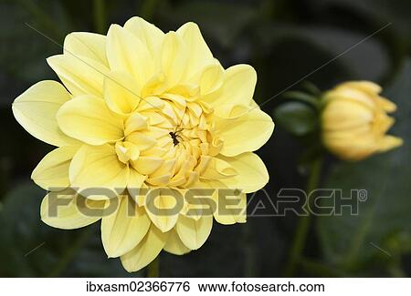 Stock Photograph - "Dahlias (Dahlia), """"Yellow Happiness""""". Fotosearch