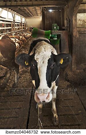 "Dairy cow massaging her back with an automatic brush in a freestall, left cows in their resting spots, Bavaria, Germany, Europe" View Large Photo Image Stock Image - "Dairy cow massaging her back with an automatic brush in a freestall, left cows in their resting spots, Bavaria, Germany, Europe". Fotosearch