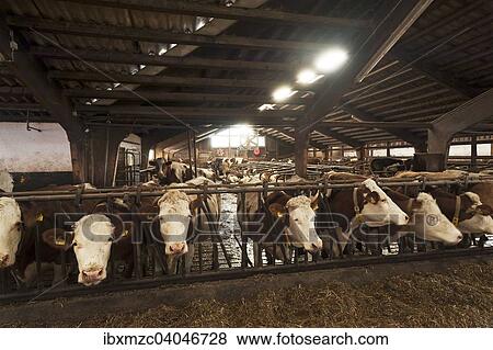 "Dairy cows at the feeding fence in a freestall, Bavaria, Germany, Europe" View Large Photo Image Stock Photo - "Dairy cows at the feeding fence in a freestall, Bavaria, Germany, Europe". Fotosearch