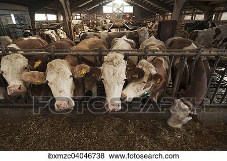 "Dairy cows at the feeding fence in a freestall, Bavaria, Germany, Europe" View Large Photo Image Stock Photo - "Dairy cows at the feeding fence in a freestall, Bavaria, Germany, Europe". Fotosearch