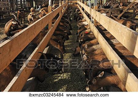 "Dairy goats feeding in a barn on a organic farm, Othenstorf, Mecklenburg-Western Pomerania, Germany, Europe" View Large Photo Image Picture - "Dairy goats feeding in a barn on a organic farm, Othenstorf, Mecklenburg-Western Pomerania, Germany, Europe". Fotosearch