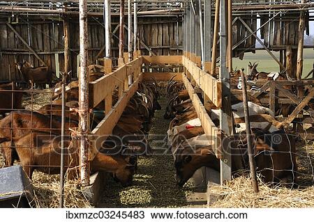 Stock Image - "Dairy goats feeeding in a barn on a organic farm, Othenstorf, Mecklenburg-Western Pomerania, Germany, Europe". Fotosearch