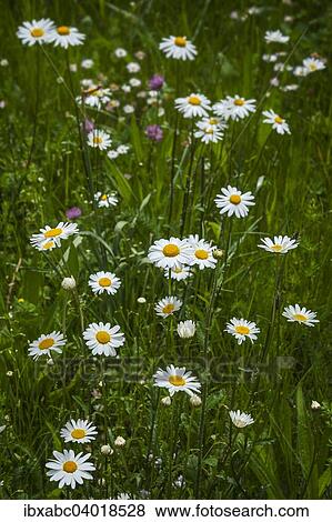 "Daisies (Bellis perennis), Bavaria, Germany, Europe" View Large Photo Image Stock Photo - "Daisies (Bellis perennis), Bavaria, Germany, Europe". Fotosearch