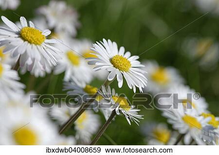 "Daisies (Bellis perennis), Bavaria, Germany, Europe" View Large Photo Image Stock Photo - "Daisies (Bellis perennis), Bavaria, Germany, Europe". Fotosearch