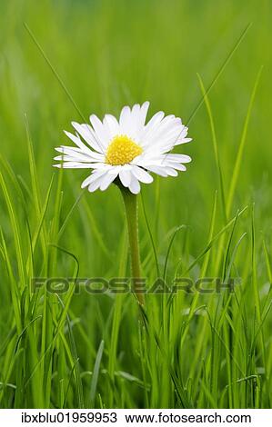 Daisies (Bellis perennis) in grass View Large Photo Image Stock Image - Daisies (Bellis perennis) in grass. Fotosearch
