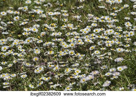 "Daisies (Bellis perennis), Northern Ireland, United Kingdom, Europe" View Large Photo Image Stock Photo - "Daisies (Bellis perennis), Northern Ireland, United Kingdom, Europe". Fotosearch