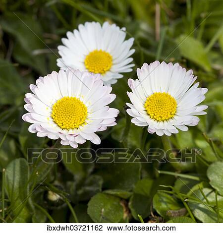 Daisies (Bellis perennis) View Large Photo Image Stock Image - Daisies (Bellis perennis). Fotosearch