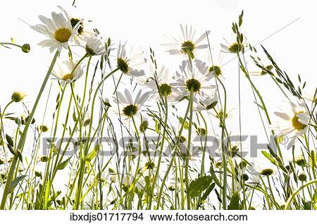 Picture - Daisies (Leucanthemum) in a meadow against the light. Fotosearch