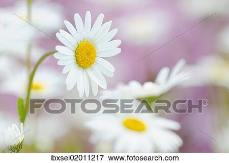 Daisies (Leucanthemum) View Large Photo Image Stock Photo - Daisies (Leucanthemum). Fotosearch