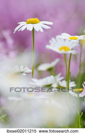 Daisies (Leucanthemum) View Large Photo Image Stock Photography - Daisies (Leucanthemum). Fotosearch