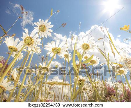 "Daisies (Leucanthemum vulgare), flower meadow, blue summer sky, from below, worm's eye view, soft look effect" View Large Photo Image Stock Photo - "Daisies (Leucanthemum vulgare), flower meadow, blue summer sky, from below, worm's eye view, soft look effect". Fotosearch