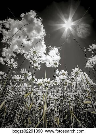 "Daisies (Leucanthemum vulgare) from below, flower meadow, worm's eye view, blue summer sky with sun and rays, black-and-white" View Large Photo Image Stock Image - "Daisies (Leucanthemum vulgare) from below, flower meadow, worm's eye view, blue summer sky with sun and rays, black-and-white". Fotosearch