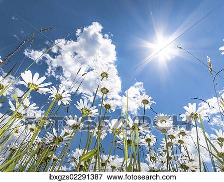"Daisies (Leucanthemum vulgare) from below, flower meadow, worm's eye view, blue summer sky with sun and rays" View Large Photo Image Stock Photo - "Daisies (Leucanthemum vulgare) from below, flower meadow, worm's eye view, blue summer sky with sun and rays". Fotosearch