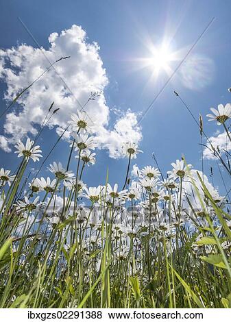 "Daisies (Leucanthemum vulgare) from below, flower meadow, worm's eye view, blue summer sky and sun with rays" View Large Photo Image Stock Photo - "Daisies (Leucanthemum vulgare) from below, flower meadow, worm's eye view, blue summer sky and sun with rays". Fotosearch