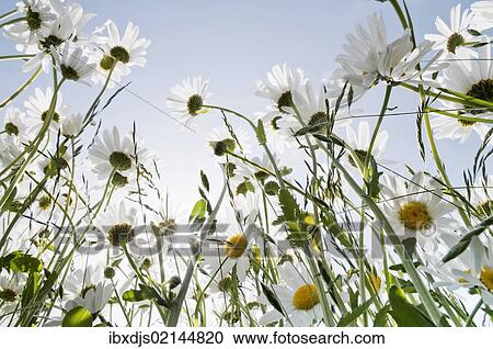 Daisies (Leucanthemum vulgare) View Large Photo Image Stock Image - Daisies (Leucanthemum vulgare). Fotosearch