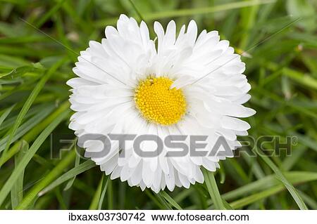 "Daisy (Bellis perennis), Baden-Wurttemberg, Germany, Europe" View Large Photo Image Stock Image - "Daisy (Bellis perennis), Baden-Wurttemberg, Germany, Europe". Fotosearch