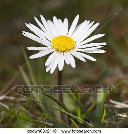 Daisy (Bellis perennis) View Large Photo Image Stock Image - Daisy (Bellis perennis). Fotosearch