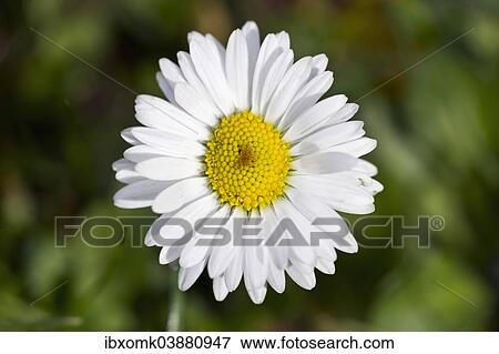 Stock Photo - "Daisy (Bellis perennis), Baden-Wurttemberg, Germany, Europe". Fotosearch