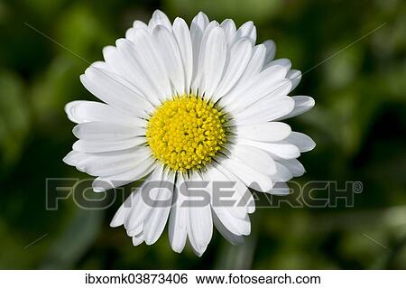 Stock Photograph - "Daisy (Bellis perennis), Baden-Wurttemberg, Germany, Europe". Fotosearch