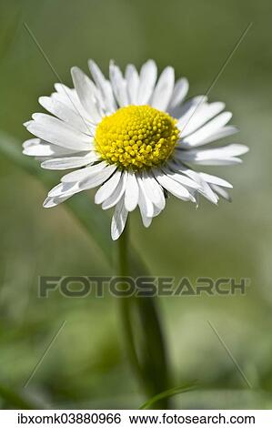 Stock Photograph - "Daisy (Bellis perennis), Baden-Wurttemberg, Germany, Europe". Fotosearch