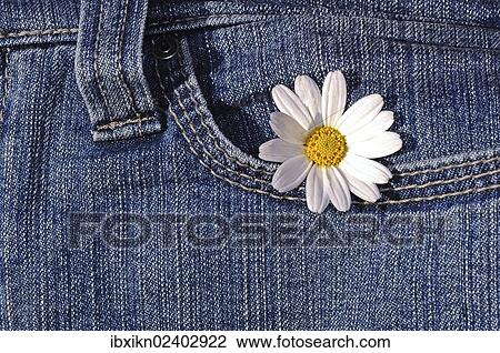 Daisy in a jeans pocket View Large Photo Image Stock Image - Daisy in a jeans pocket. Fotosearch