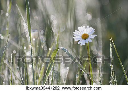 "Daisy (Leucanthemum), North Hesse, Hesse, Germany, Europe" View Large Photo Image Stock Image - "Daisy (Leucanthemum), North Hesse, Hesse, Germany, Europe". Fotosearch