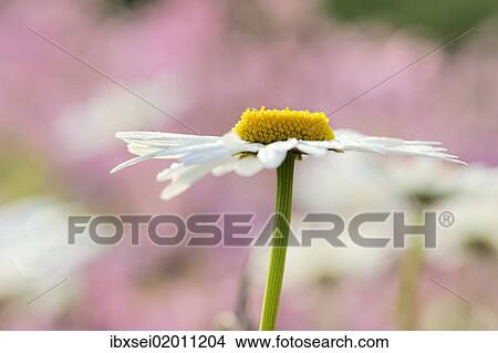 Daisy (Leucanthemum) View Large Photo Image Picture - Daisy (Leucanthemum). Fotosearch