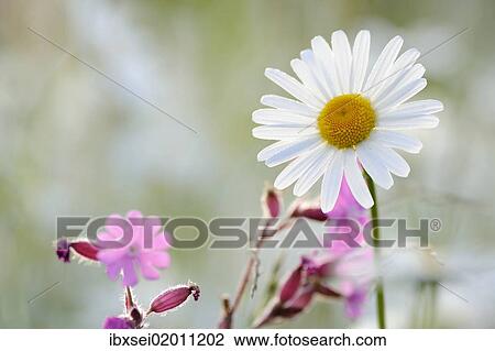 Daisy (Leucanthemum) View Large Photo Image Stock Image - Daisy (Leucanthemum). Fotosearch