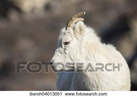 "Dall Sheep (Ovis dalli), Denali National Park, Alaska, United States, North America" View Large Photo Image Stock Image - "Dall Sheep (Ovis dalli), Denali National Park, Alaska, United States, North America". Fotosearch
