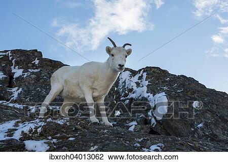 "Dall Sheep (Ovis dalli), Denali National Park, Alaska, United States, North America" View Large Photo Image Stock Image - "Dall Sheep (Ovis dalli), Denali National Park, Alaska, United States, North America". Fotosearch